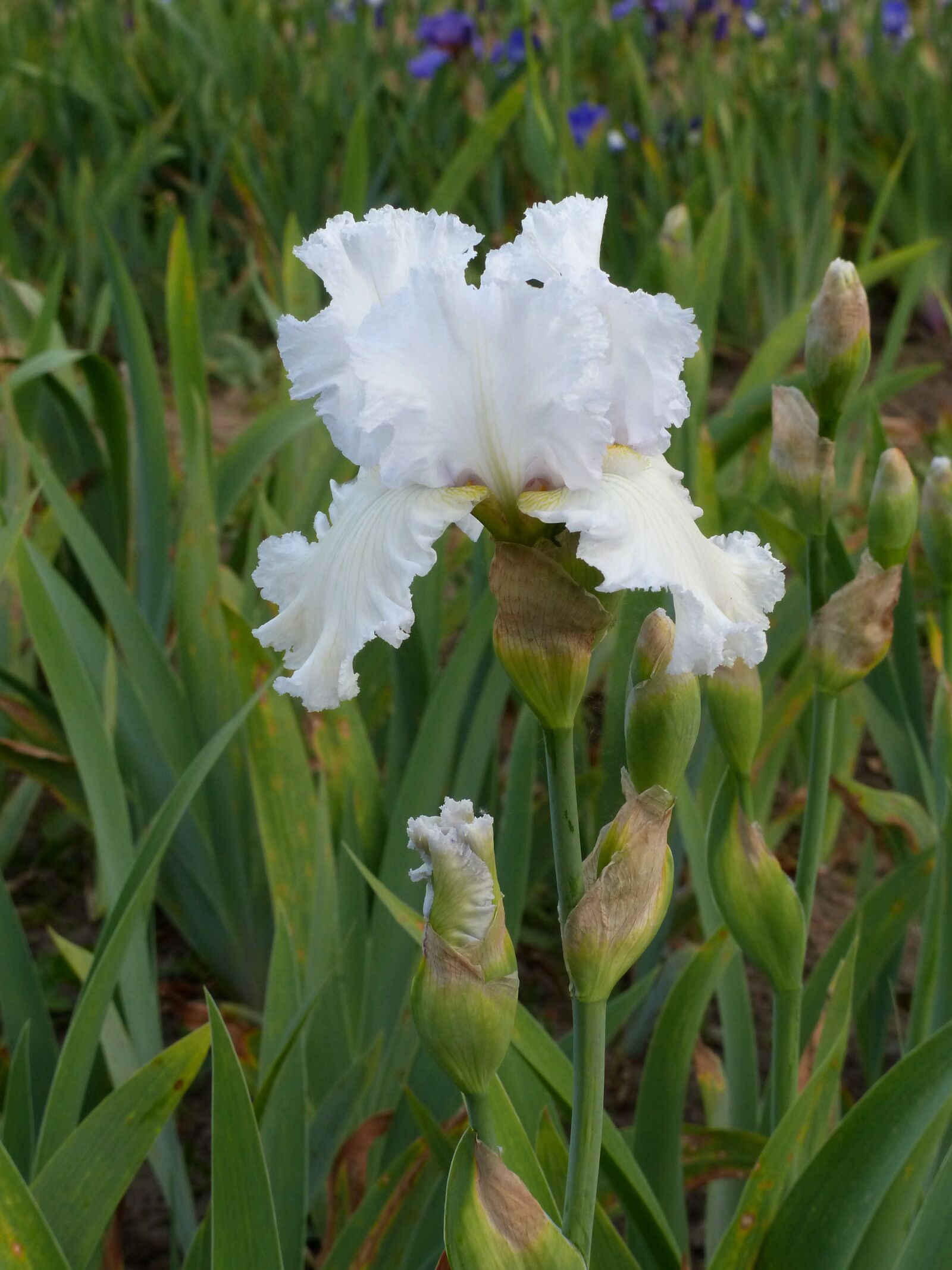 Panasonic Lumix DMC-FZ200 sample photo. Iris, flower, bloom photography