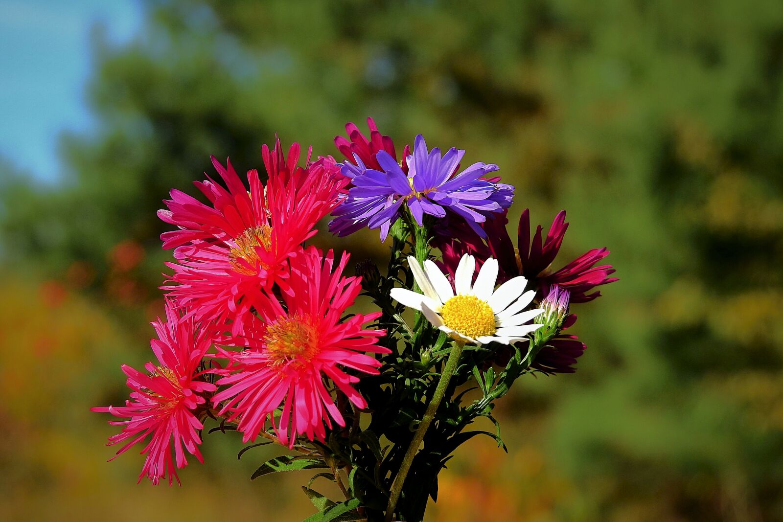 Nikon Coolpix P900 sample photo. Bouquet, flowers, colorful photography