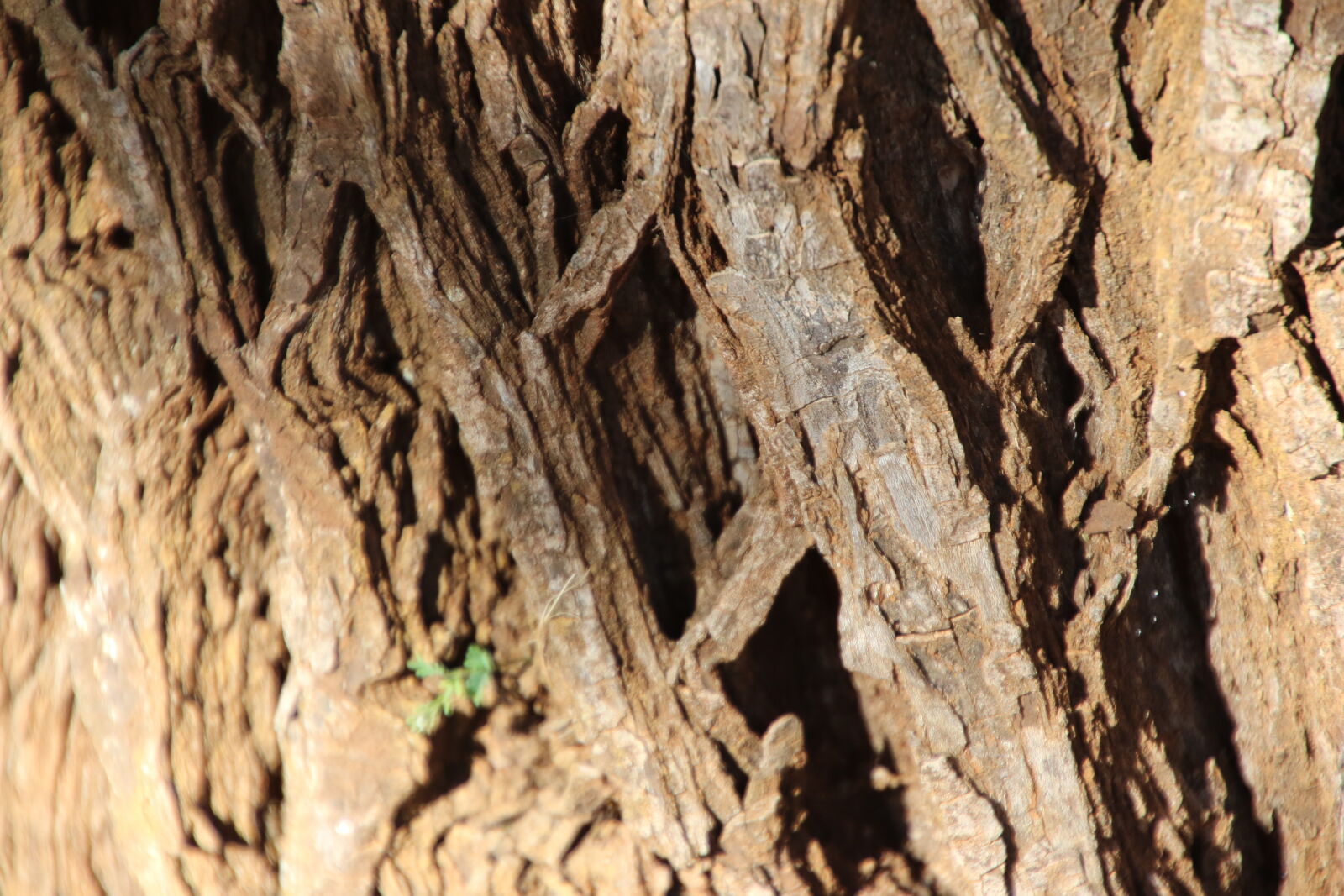 Canon EOS 7D Mark II sample photo. Background, bark, brown, rough photography