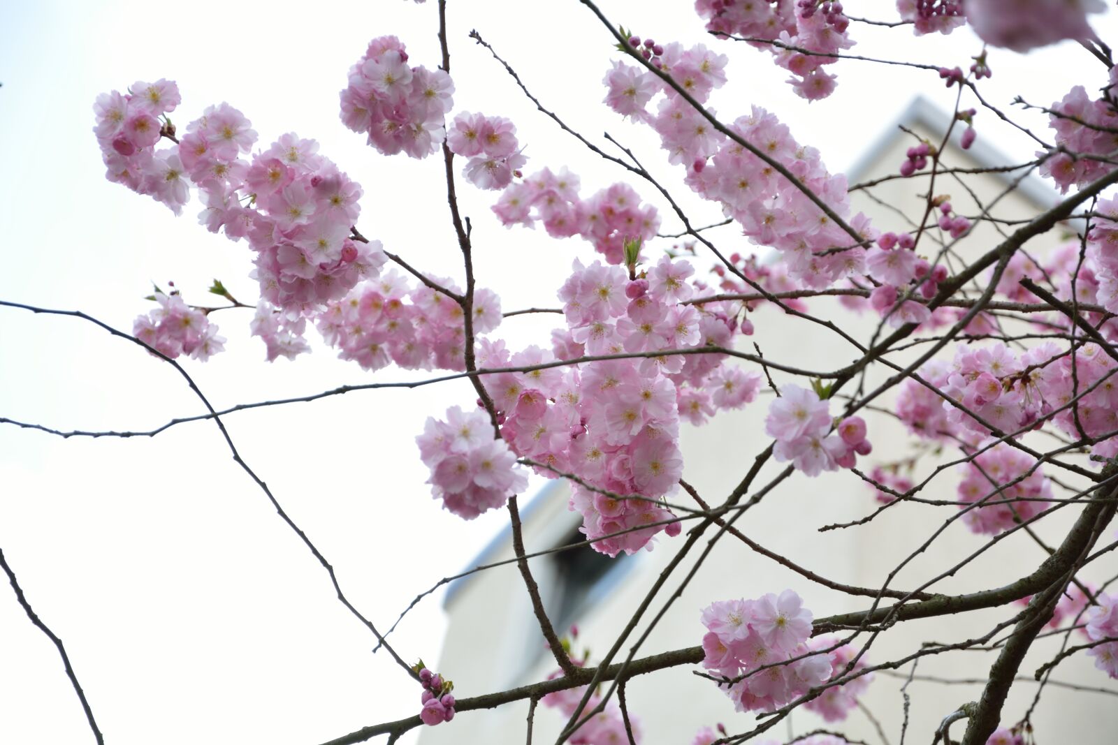 Nikon D5200 sample photo. Nature, blossom, bloom photography