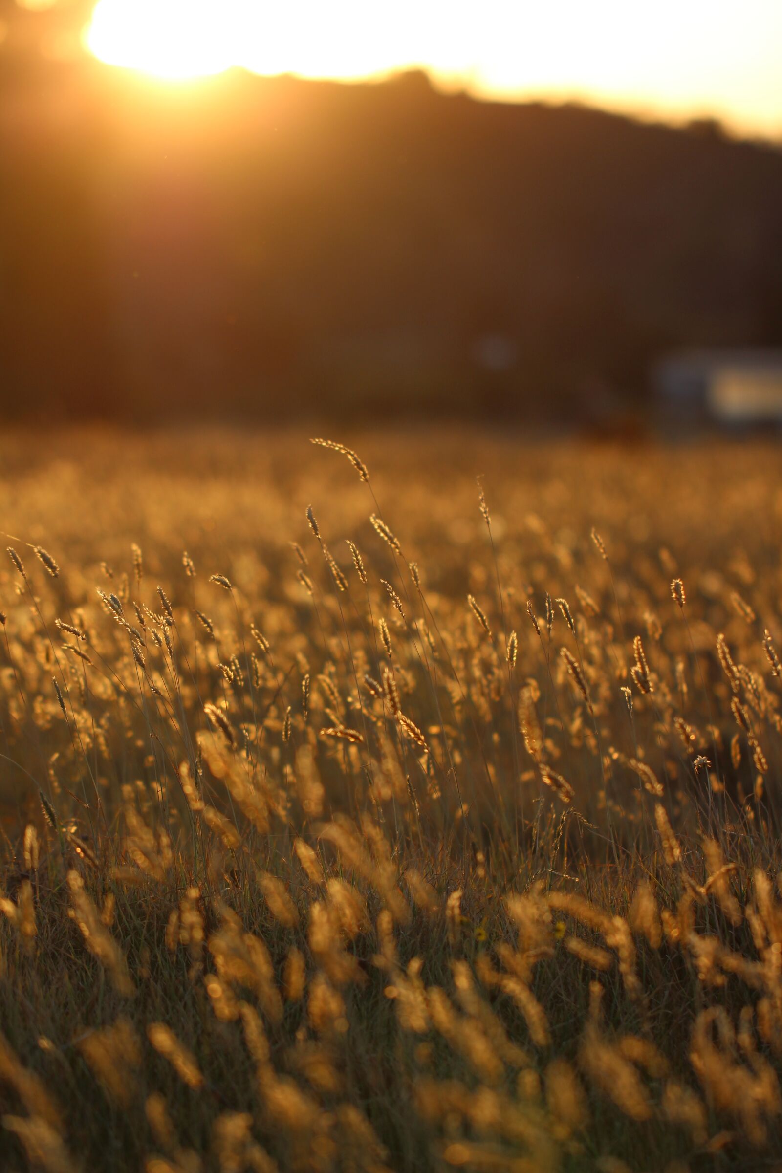Canon EOS 700D (EOS Rebel T5i / EOS Kiss X7i) sample photo. Sunset, sunshine, autumn photography