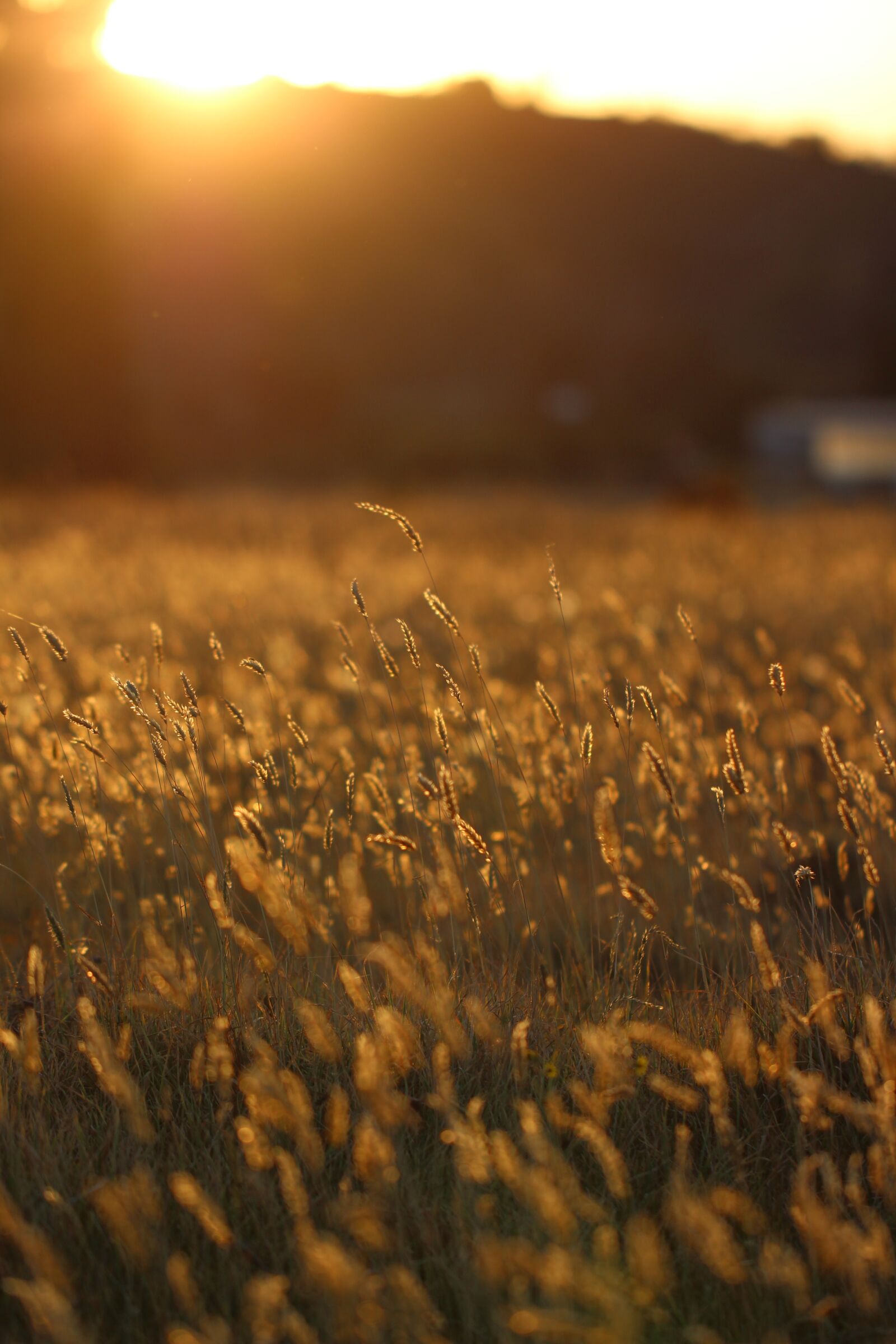 Canon EOS 700D (EOS Rebel T5i / EOS Kiss X7i) + Canon EF 100mm F2.8L Macro IS USM sample photo. Sunset, sunshine, autumn photography