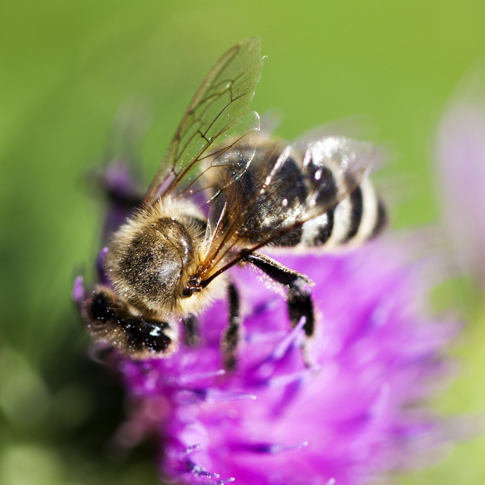 Canon EF 100mm F2.8L Macro IS USM sample photo. Bee, clover, pink flower photography