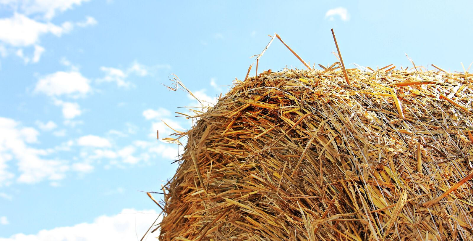 Canon EOS 550D (EOS Rebel T2i / EOS Kiss X4) sample photo. Straw role, harvest, straw photography
