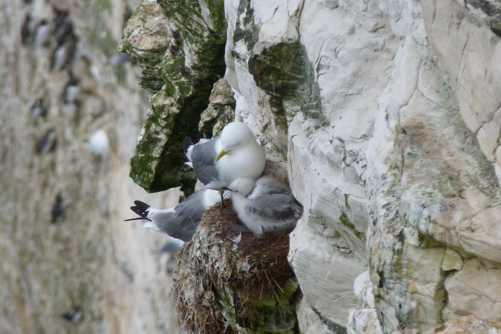 Panasonic Lumix DMC-FZ40 (Lumix DMC-FZ45) sample photo. Nesting, gulls, cliff photography