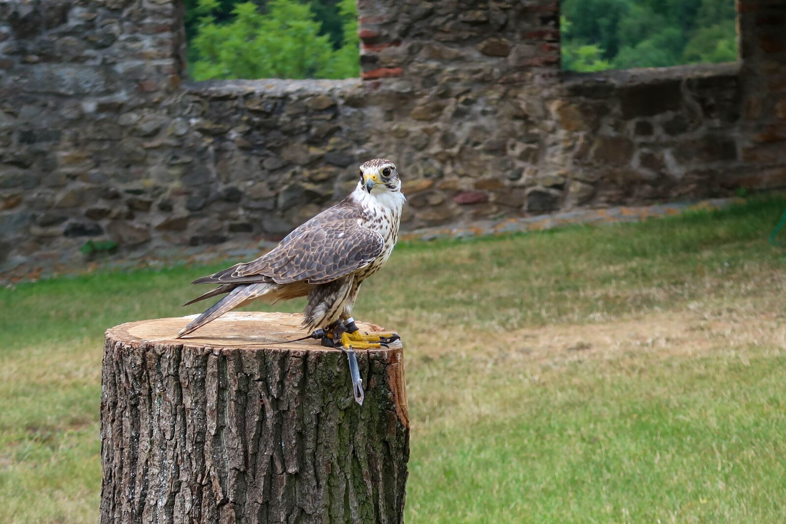 Canon PowerShot G7 X Mark II sample photo. Castle, falkenstein, falcon photography