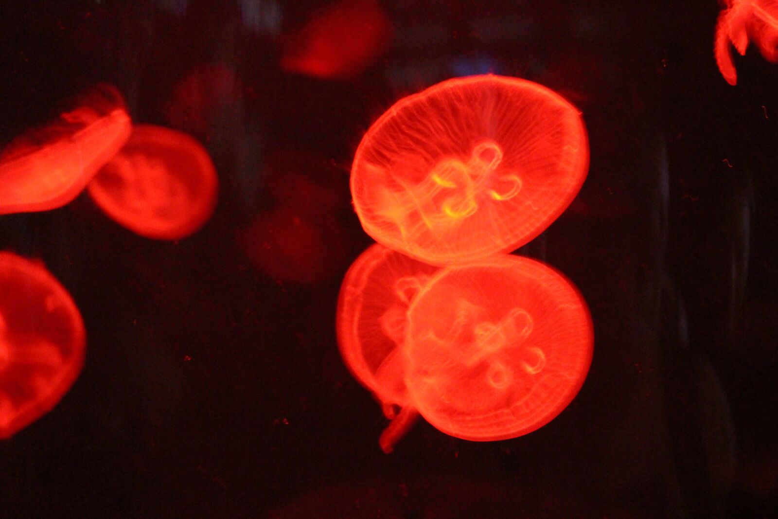 Canon EOS 700D (EOS Rebel T5i / EOS Kiss X7i) sample photo. Jellyfish, sea, fish photography