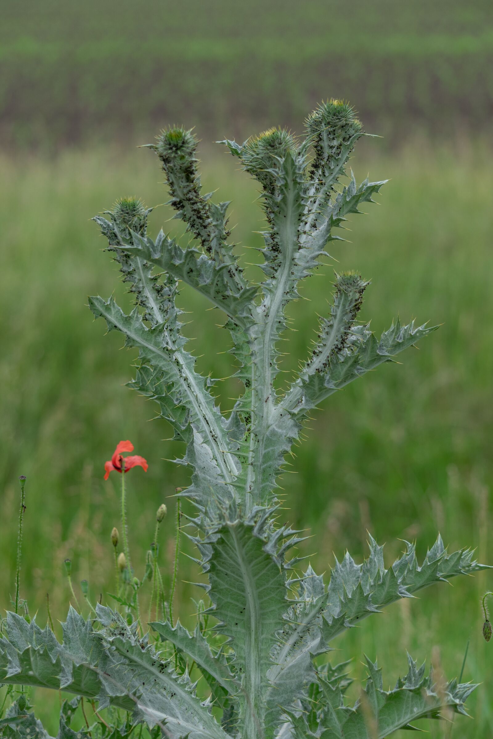 Nikon D3300 sample photo. Twinge, thorn, green photography