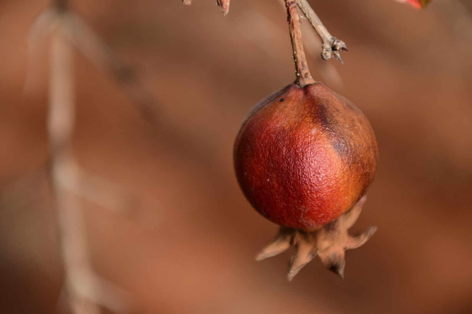Nikon D3300 sample photo. Pomegranate, small, dry photography