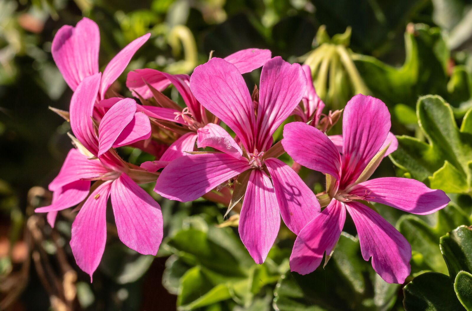 Canon EOS 750D (EOS Rebel T6i / EOS Kiss X8i) sample photo. Geranium, slope geranien, flowers photography