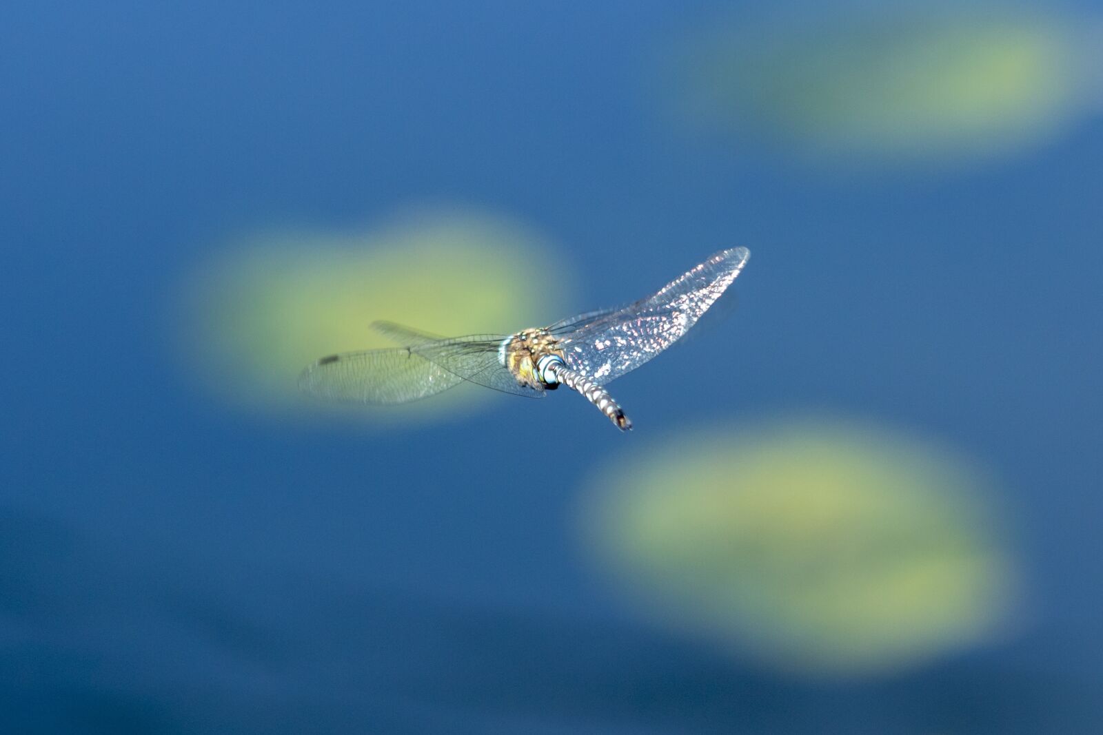 Canon EOS 1300D (EOS Rebel T6 / EOS Kiss X80) sample photo. Dragonfly, insect, macro photography