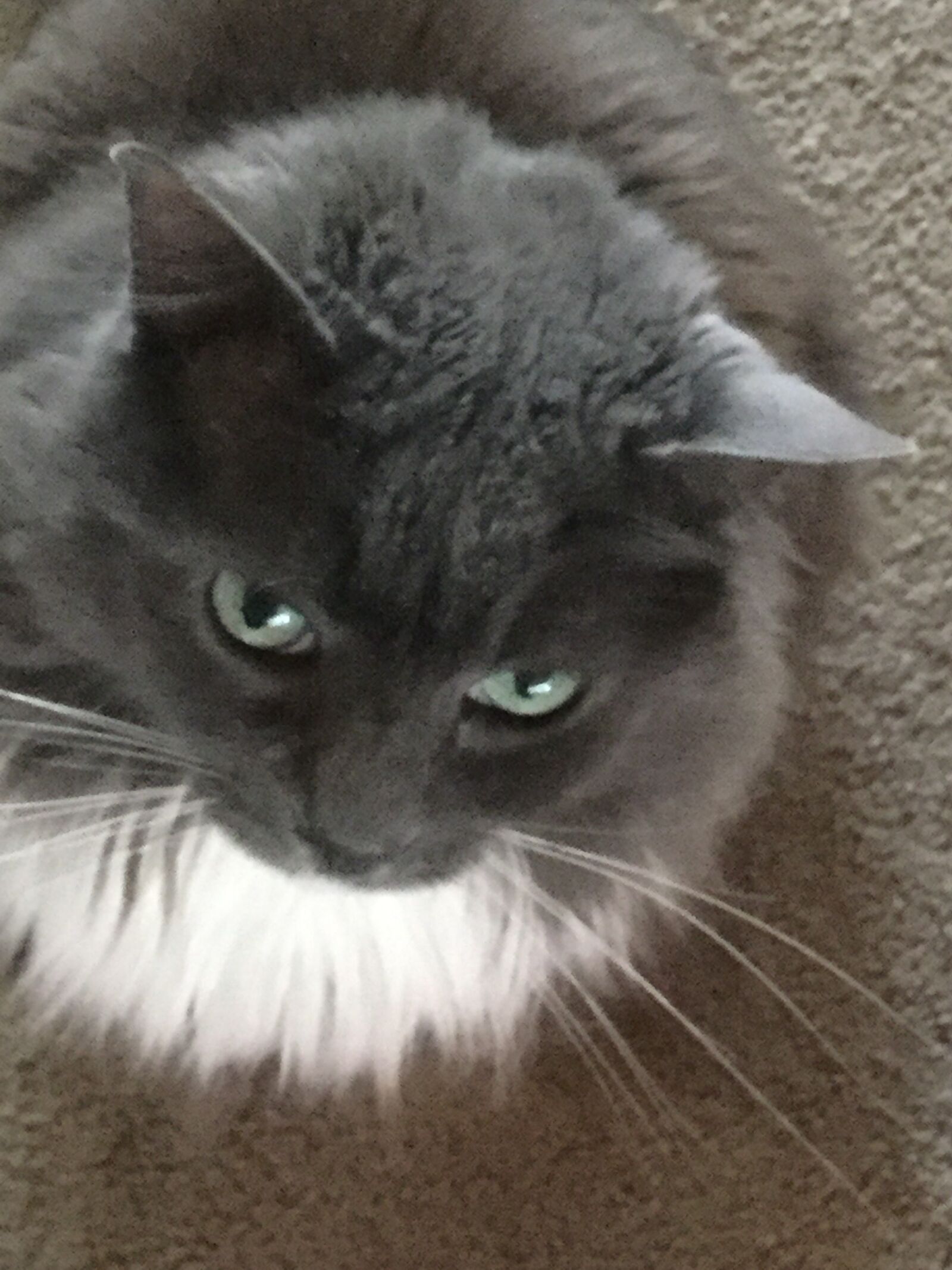 Apple iPad Air 2 sample photo. Cat photography