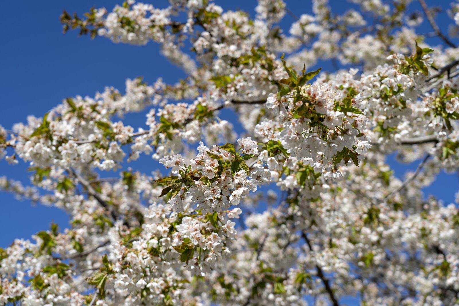 Sony FE 24-105mm F4 G OSS sample photo. Flowers, flowering, spring photography