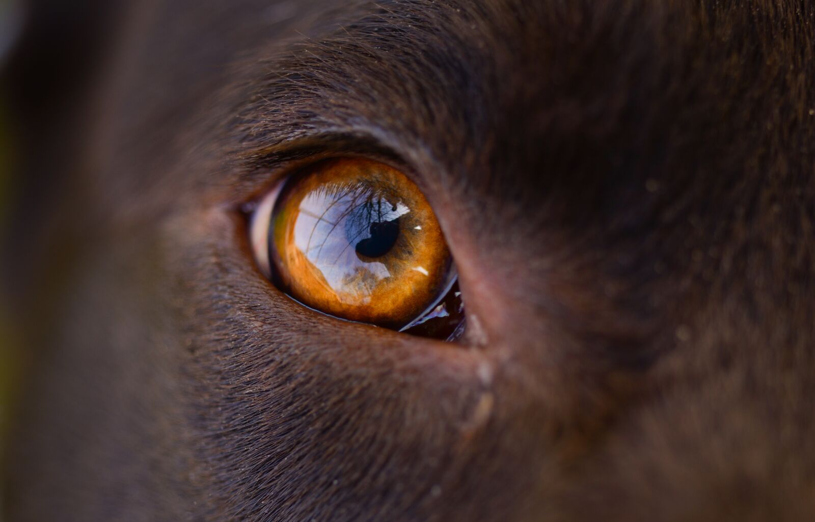 Nikon D610 sample photo. Dog, eye, orange photography