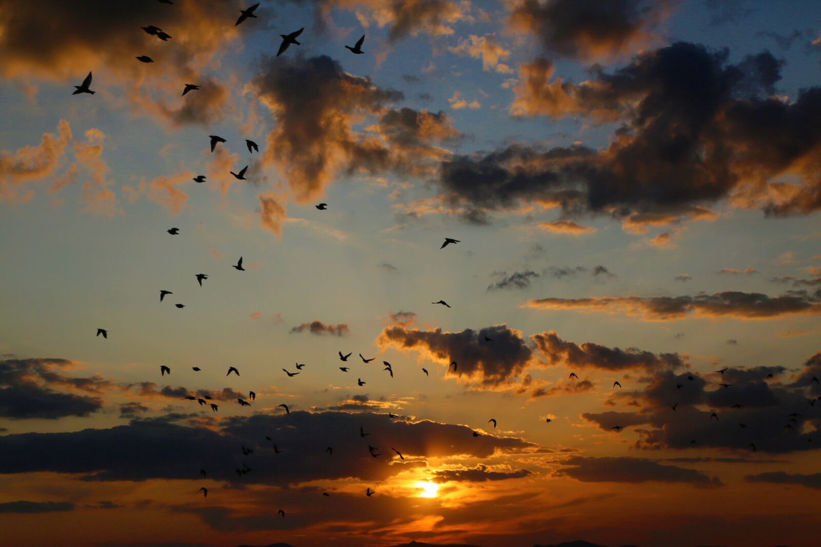 Canon EF 24-105mm F4L IS USM sample photo. Birds, sunset, in the photography