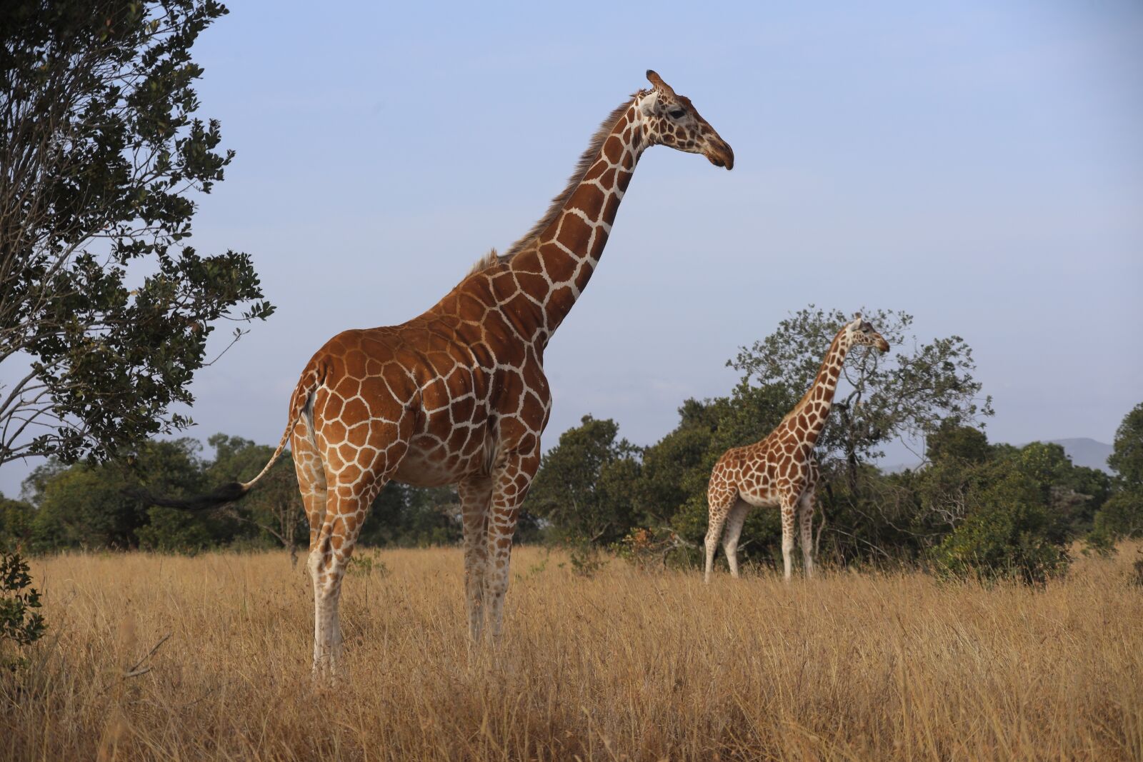 Canon EF 100-400mm F4.5-5.6L IS USM sample photo. Giraffes, kenya, samburu photography