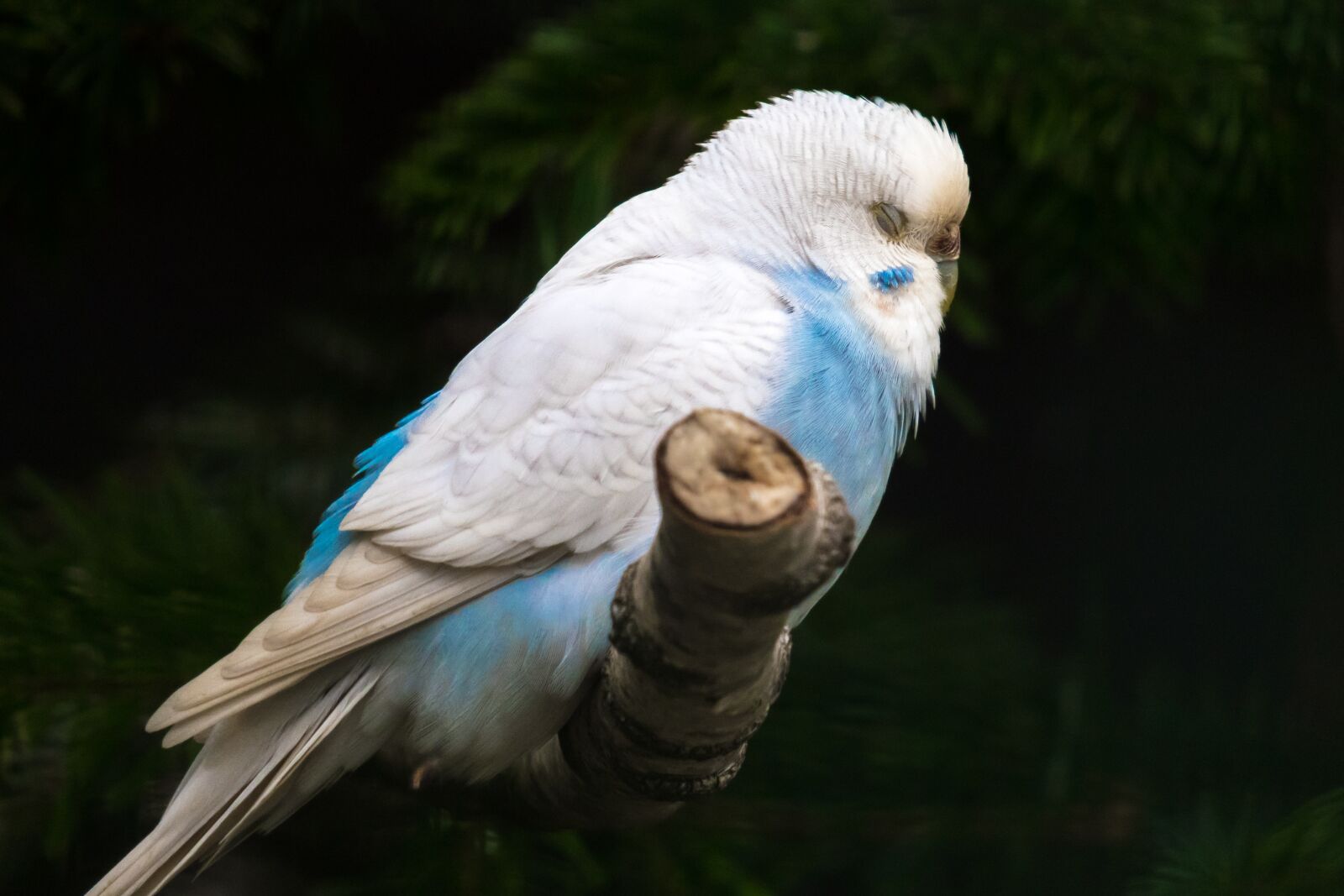 Canon PowerShot G3 X sample photo. Budgie, sleep, plumage photography
