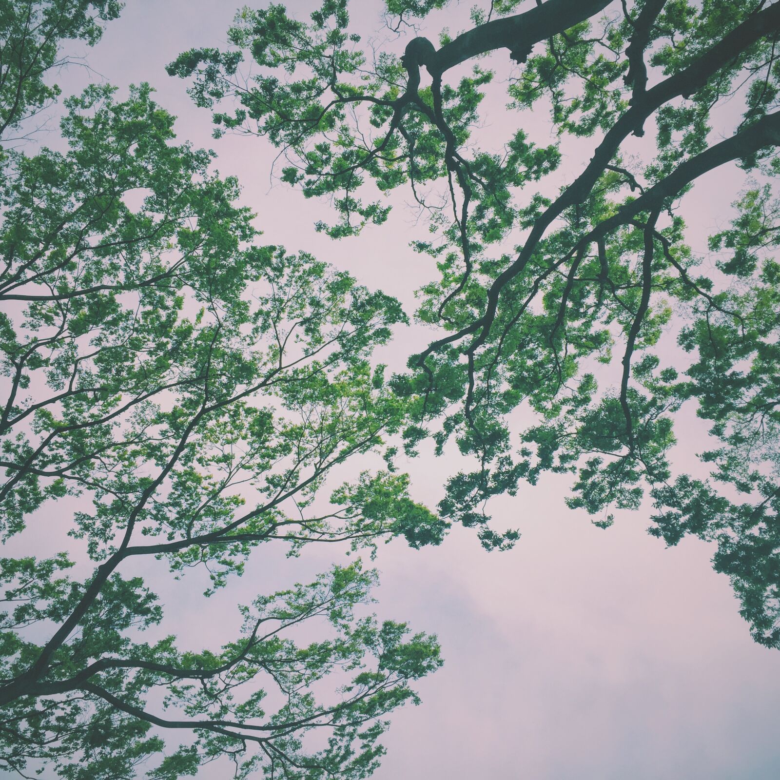 Apple iPhone 6 sample photo. Green, trees, under, nimbus photography
