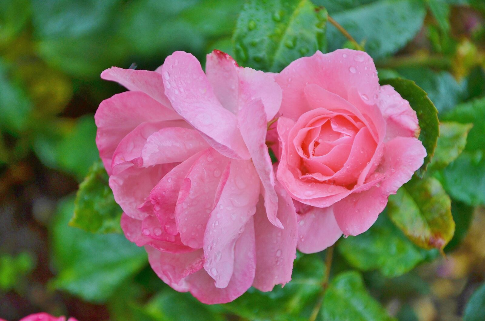 Nikon D7000 sample photo. Rose, flower, floral photography