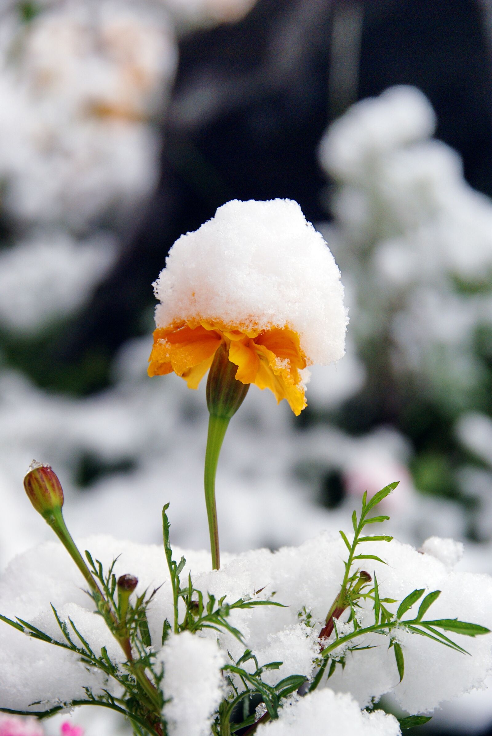 Sony Alpha DSLR-A100 sample photo. Flower, snow, autumn photography