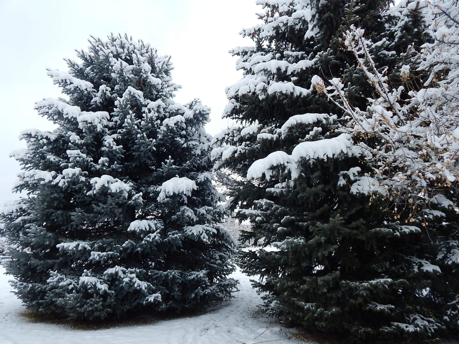 Nikon Coolpix L830 sample photo. Winter, snow, christmas photography