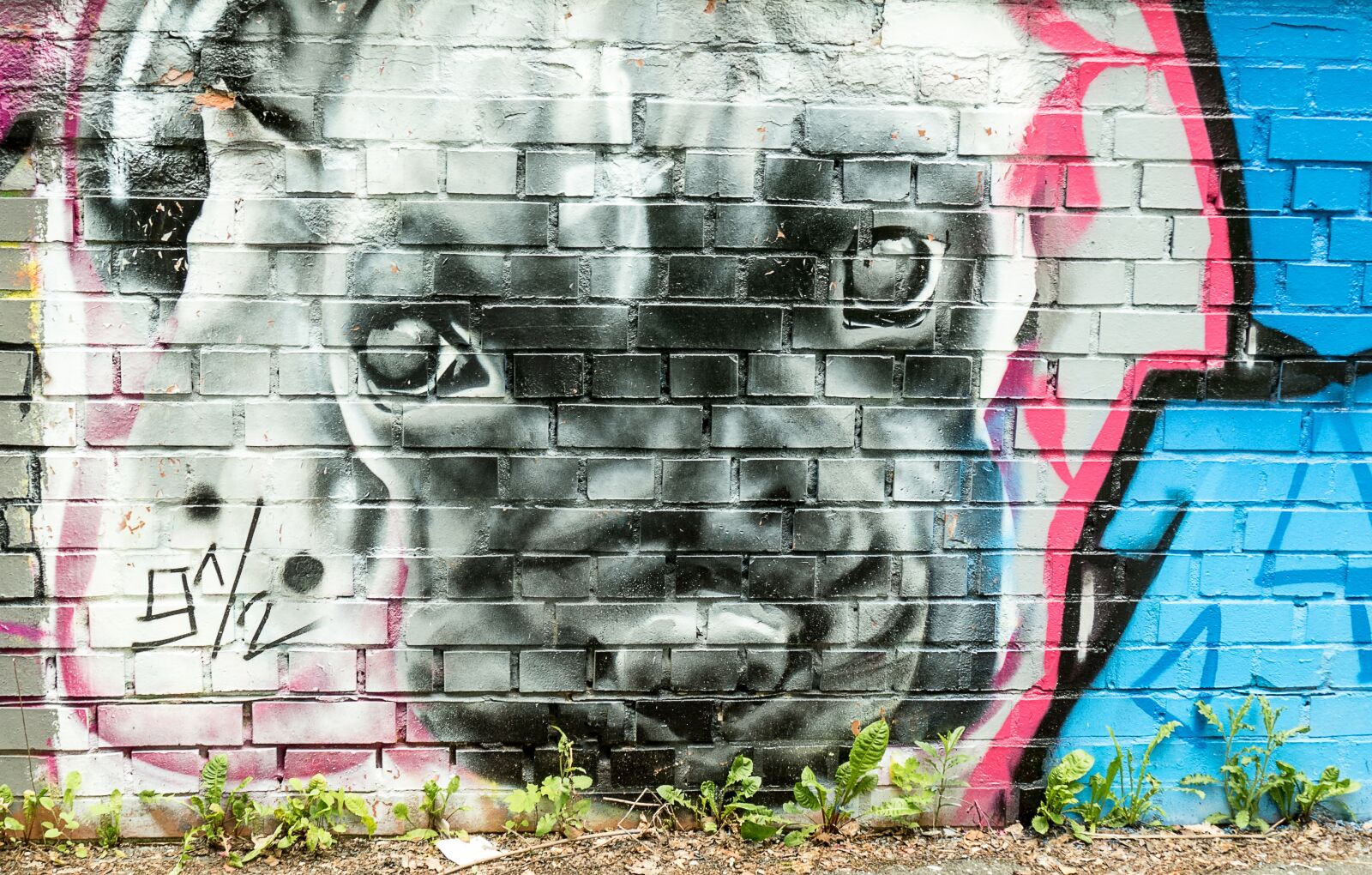 Panasonic Lumix DMC-FZ1000 sample photo. Dog, mural, grafitti photography