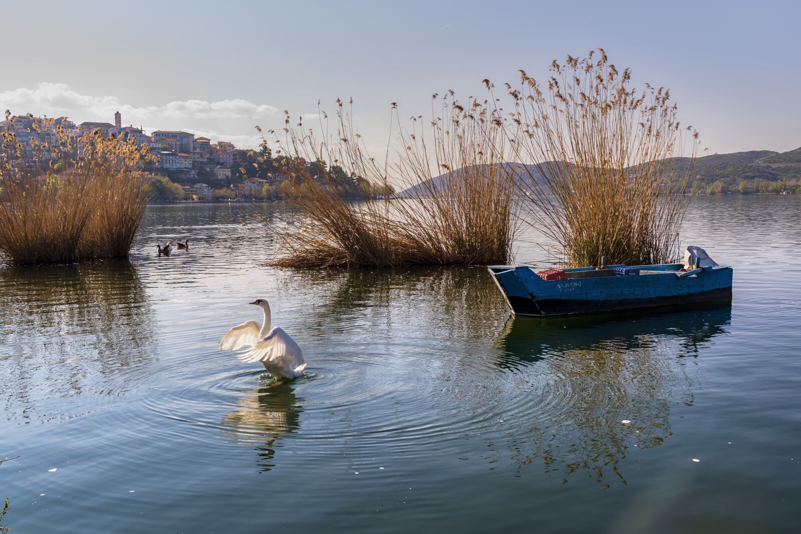 Nikon D5300 sample photo. Boat, bird, swan photography