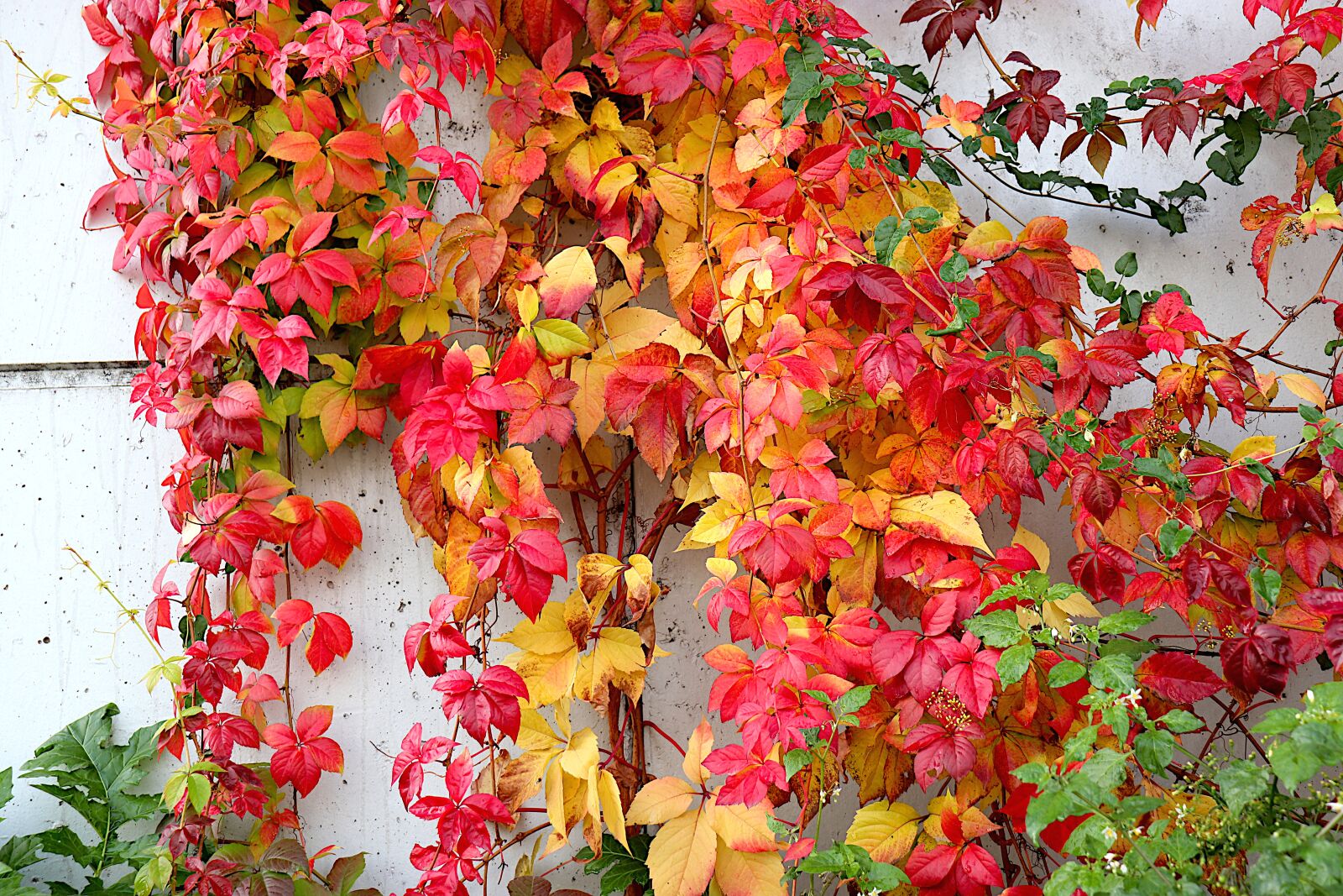 Canon EOS 800D (EOS Rebel T7i / EOS Kiss X9i) sample photo. Vine-virgin, climbing plants, fall photography