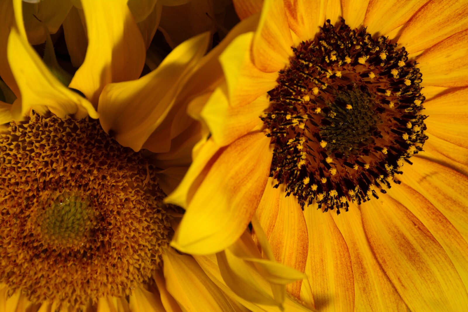 Nikon D7100 sample photo. Sunflower, flower, orange photography