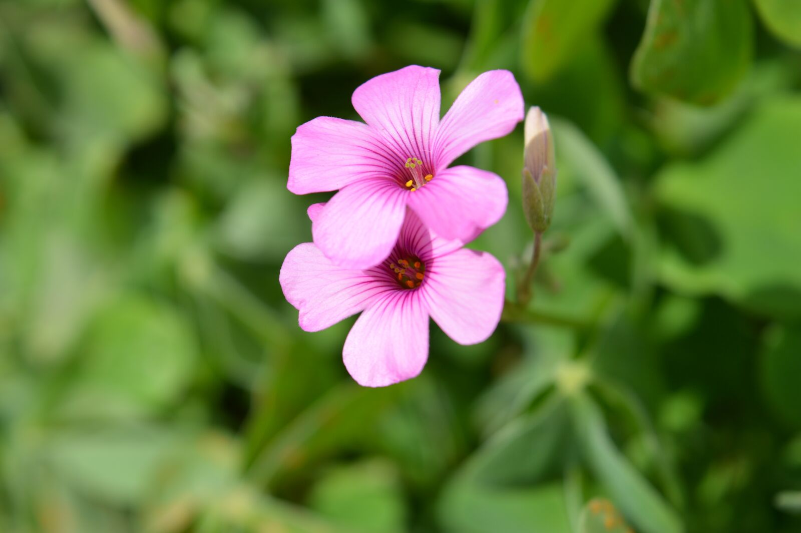 Nikon D3200 sample photo. Rosa, flower, small photography