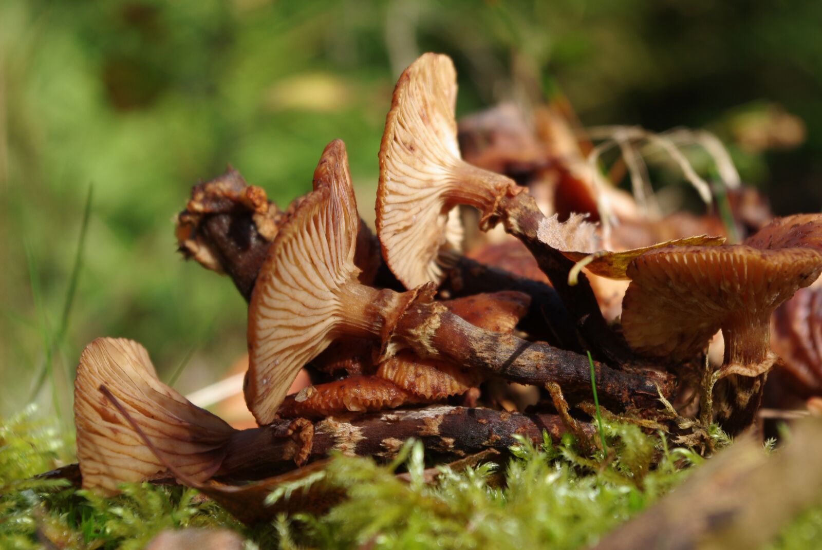 Pentax K-m (K2000) sample photo. Mushrooms, forest, ground photography