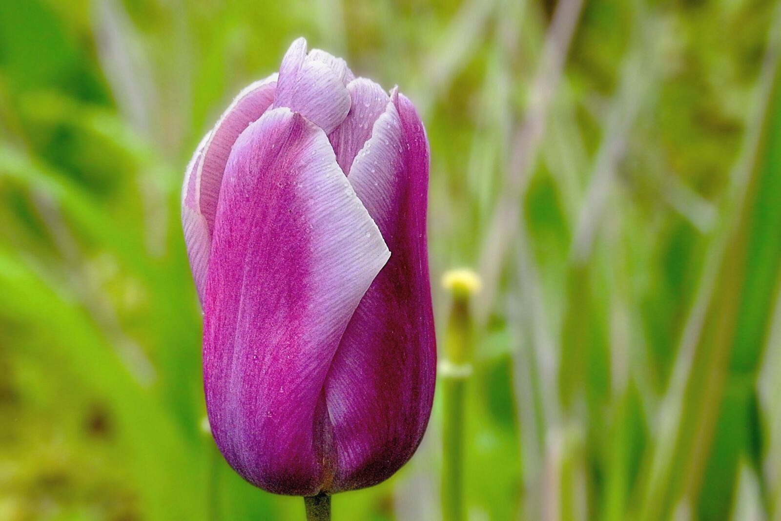 Nikon Coolpix P900 sample photo. Tulip, nature, plant photography