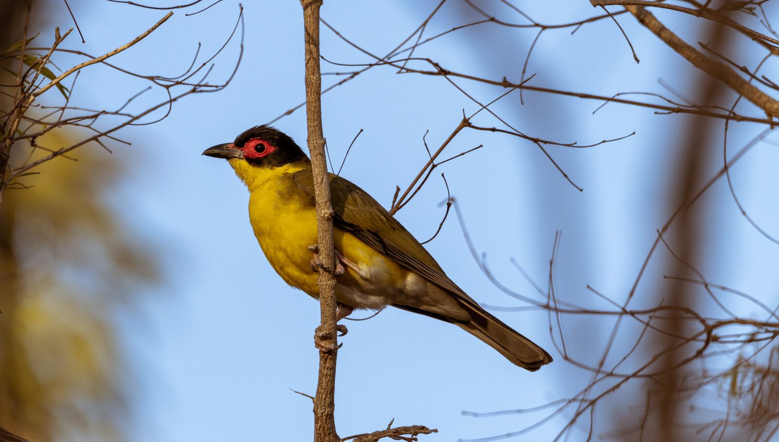 Canon EOS 80D sample photo. Birds, wildlife, nature photography