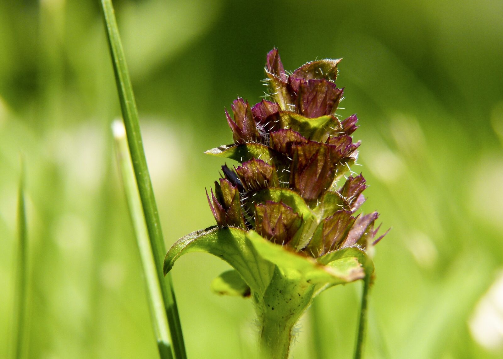 Panasonic Lumix DMC-FZ100 sample photo. Wild flower, wild plant photography