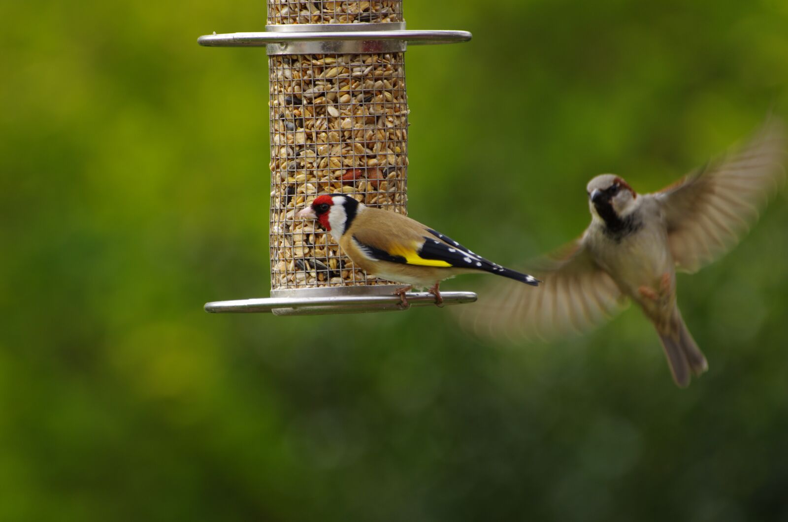 Pentax K-5 sample photo. Stieglitz, goldfinch, sparrow photography