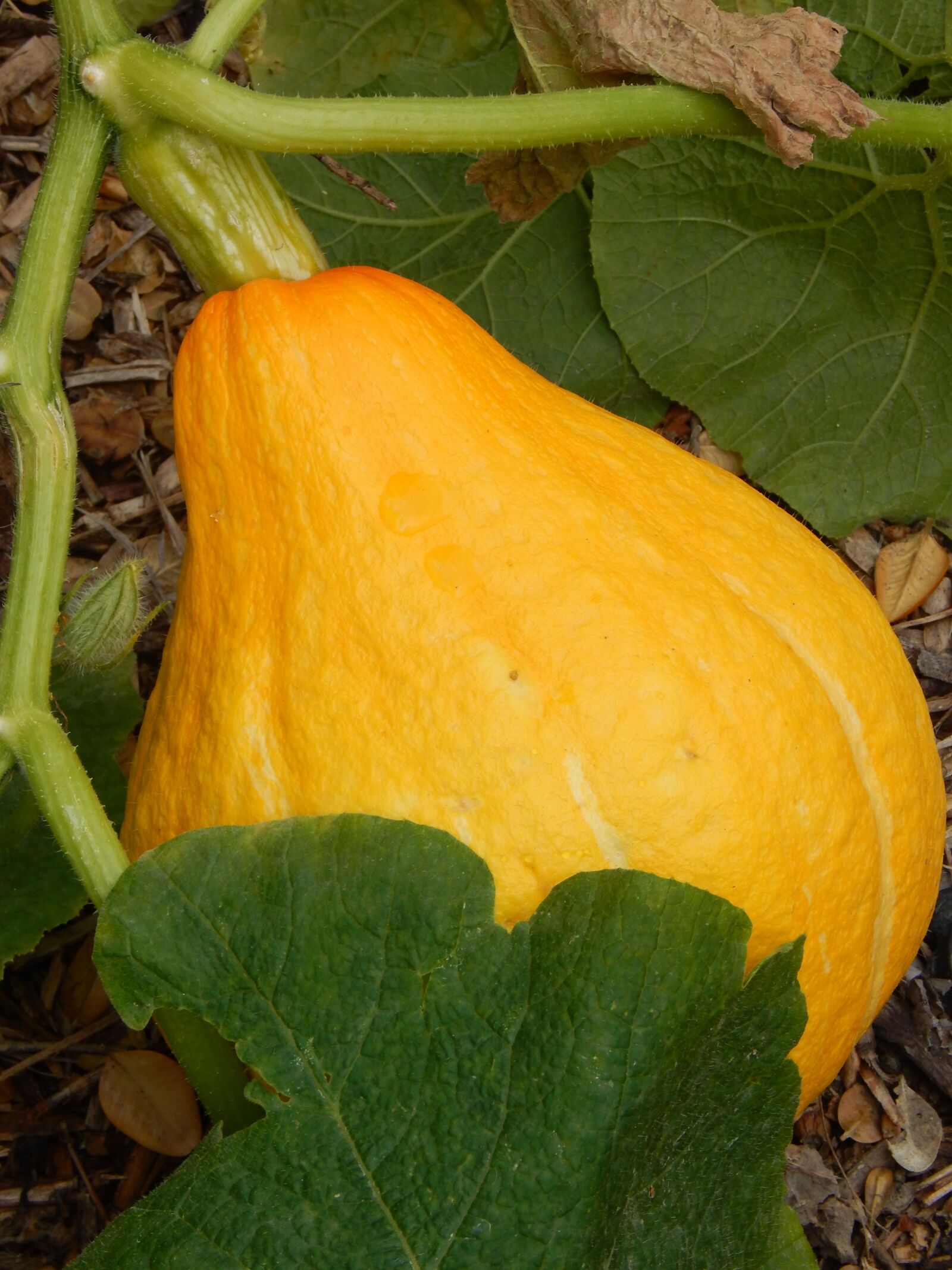 Nikon Coolpix L830 sample photo. Garden, squash, pumpkin photography