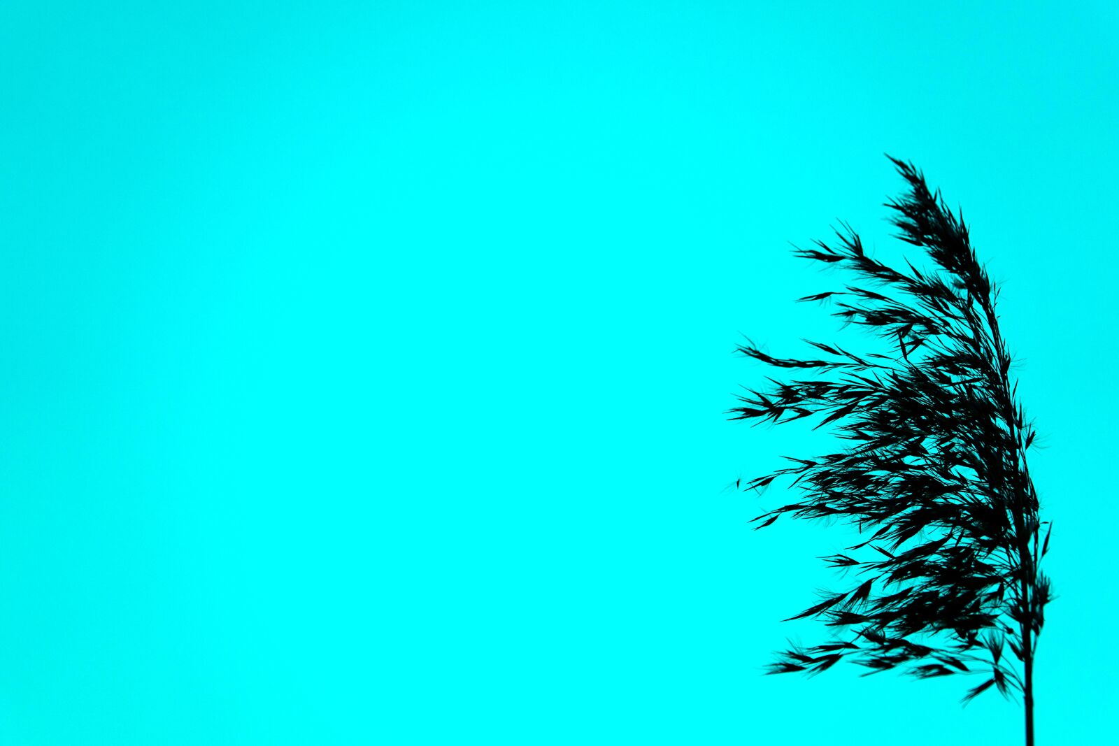 Sony Cyber-shot DSC-RX10 III sample photo. Turquoise, cereals, silhouette photography