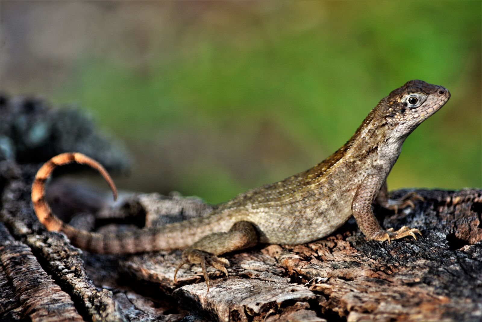 Nikon D7100 sample photo. Lizard, tropical, young photography