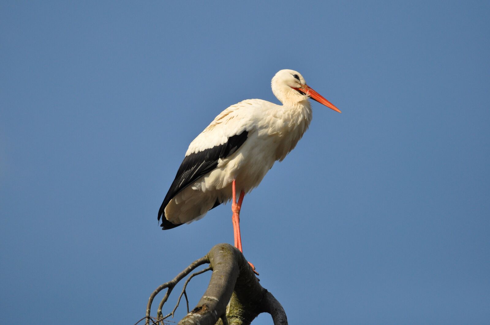 Nikon D90 sample photo. Stork, bird, animal photography