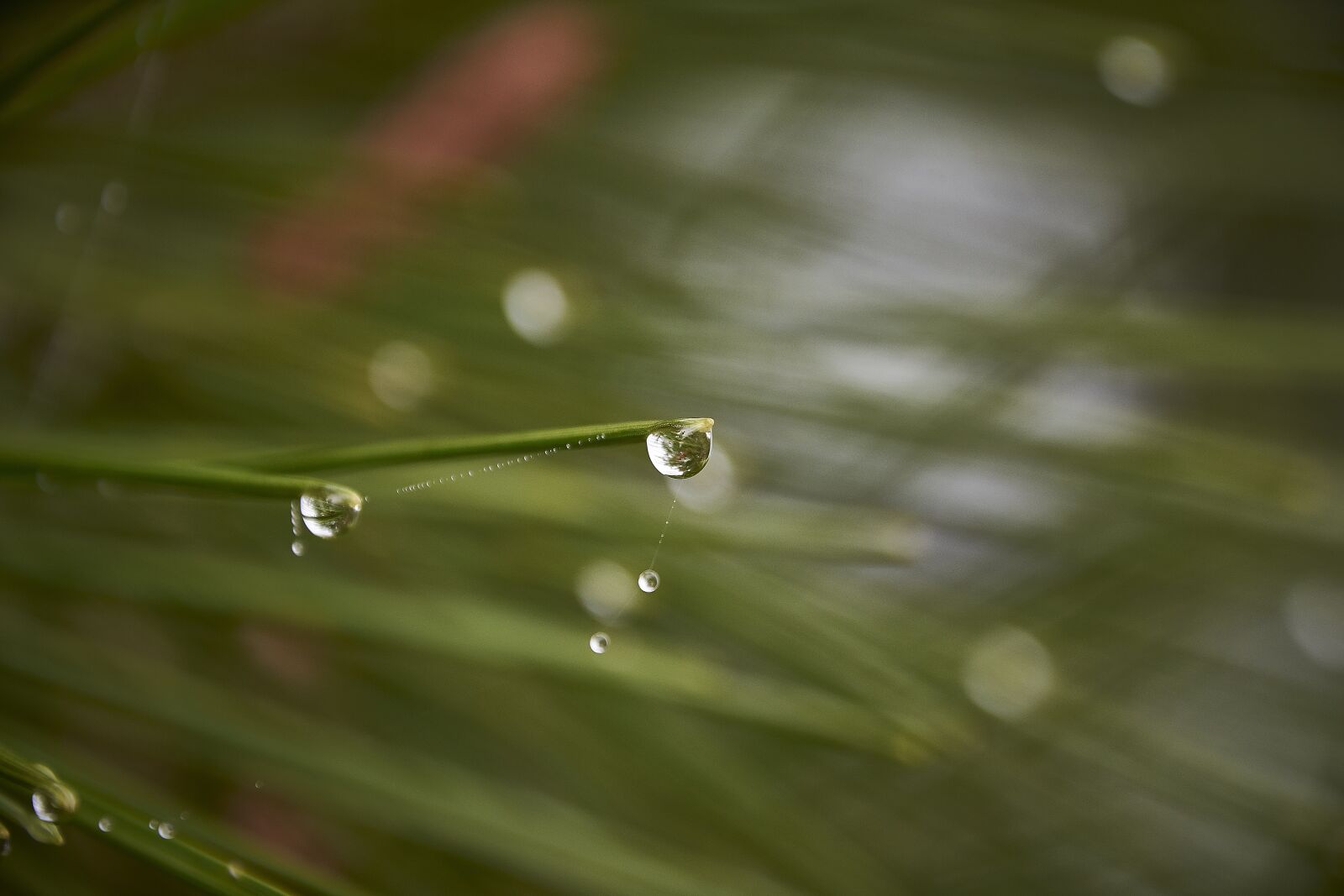 Nikon D7200 sample photo. Drops of water, moisture photography