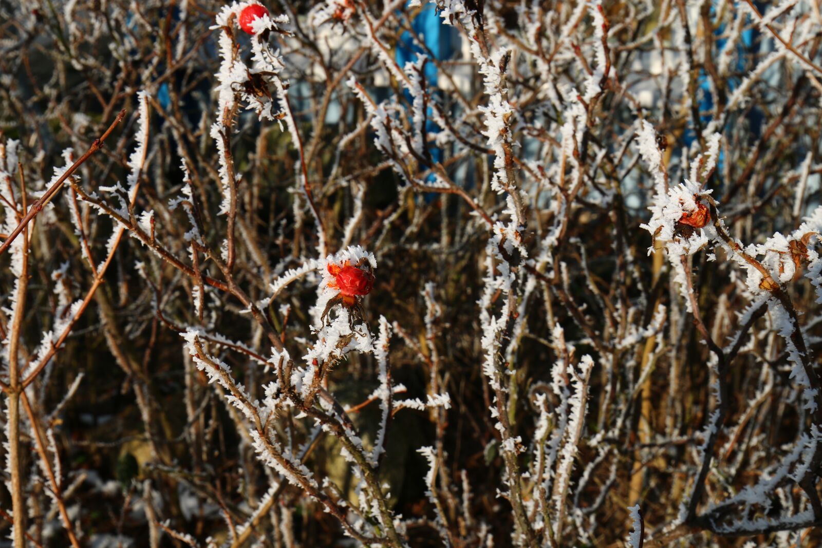 Canon EOS 70D + Canon EF 16-35mm F4L IS USM sample photo. Winter, nature, cold photography