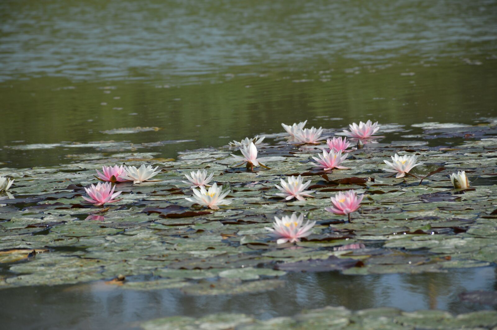 Nikon D3200 sample photo. Waterlily, lotus, pond photography