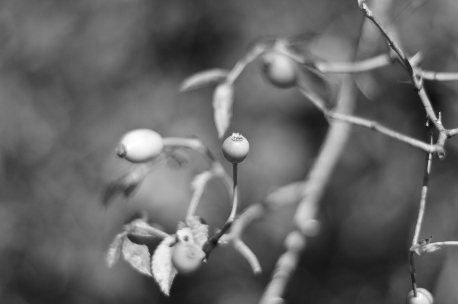Nikon D3200 sample photo. Black and white, b photography