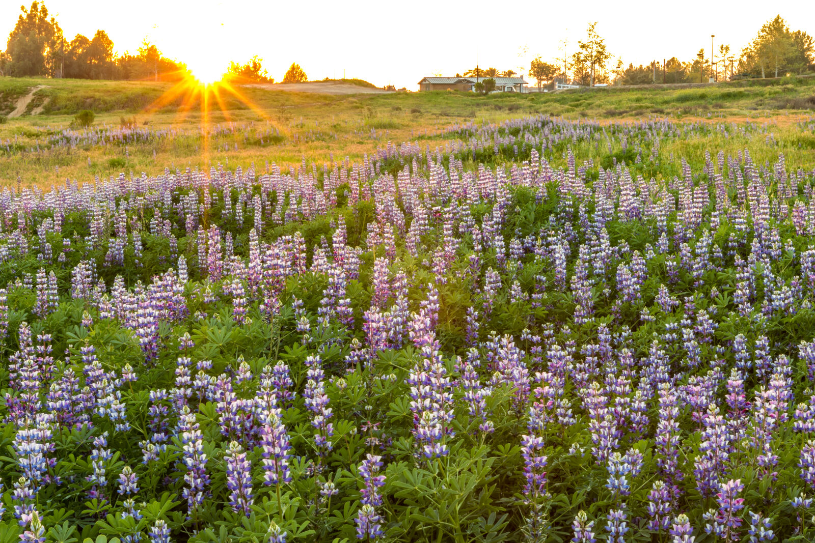 Canon EF 16-35mm F2.8L II USM sample photo. Beautiful, flowers, evening, sun photography