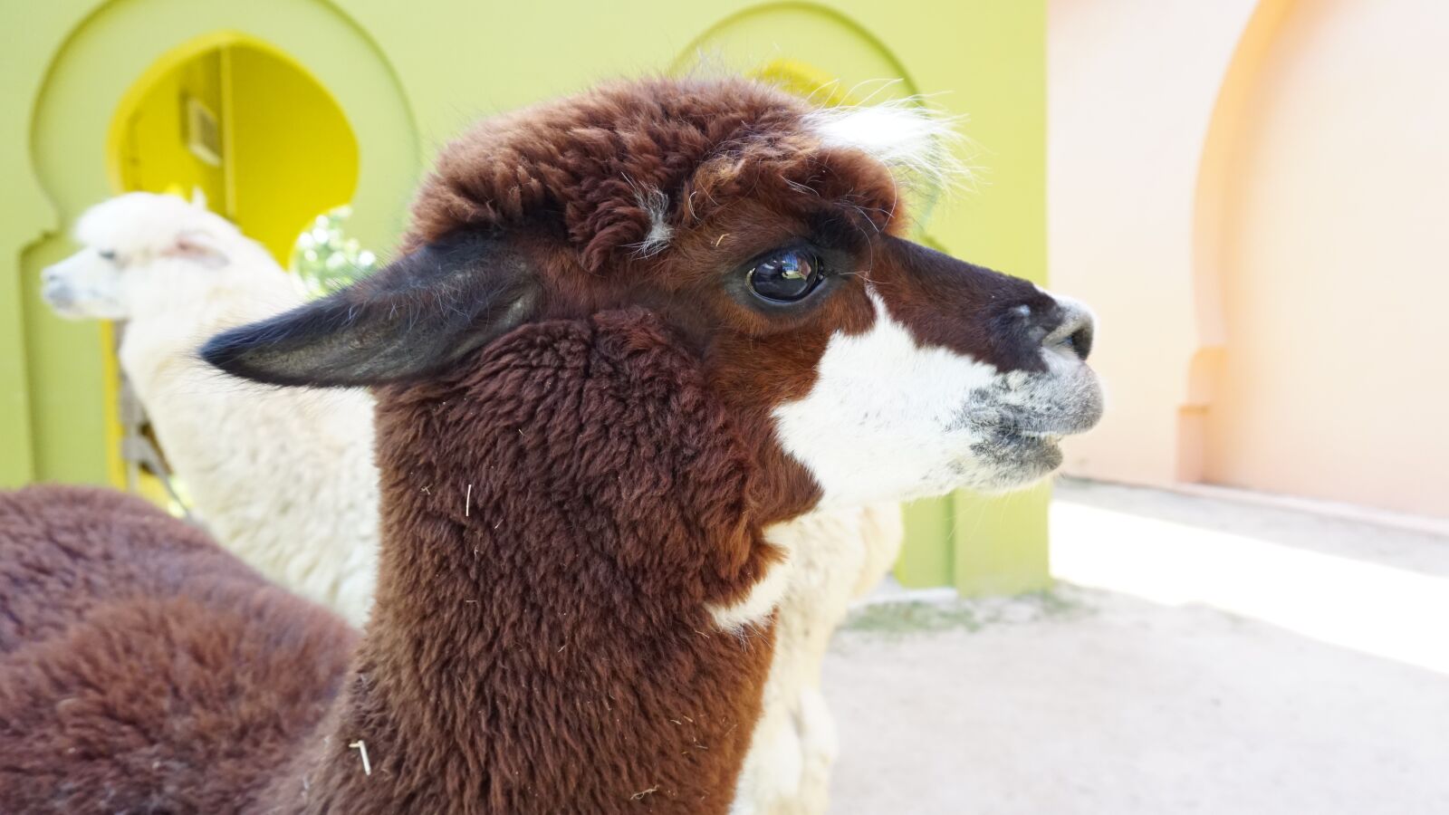 Sony a5100 sample photo. Alpaca, safari, park photography