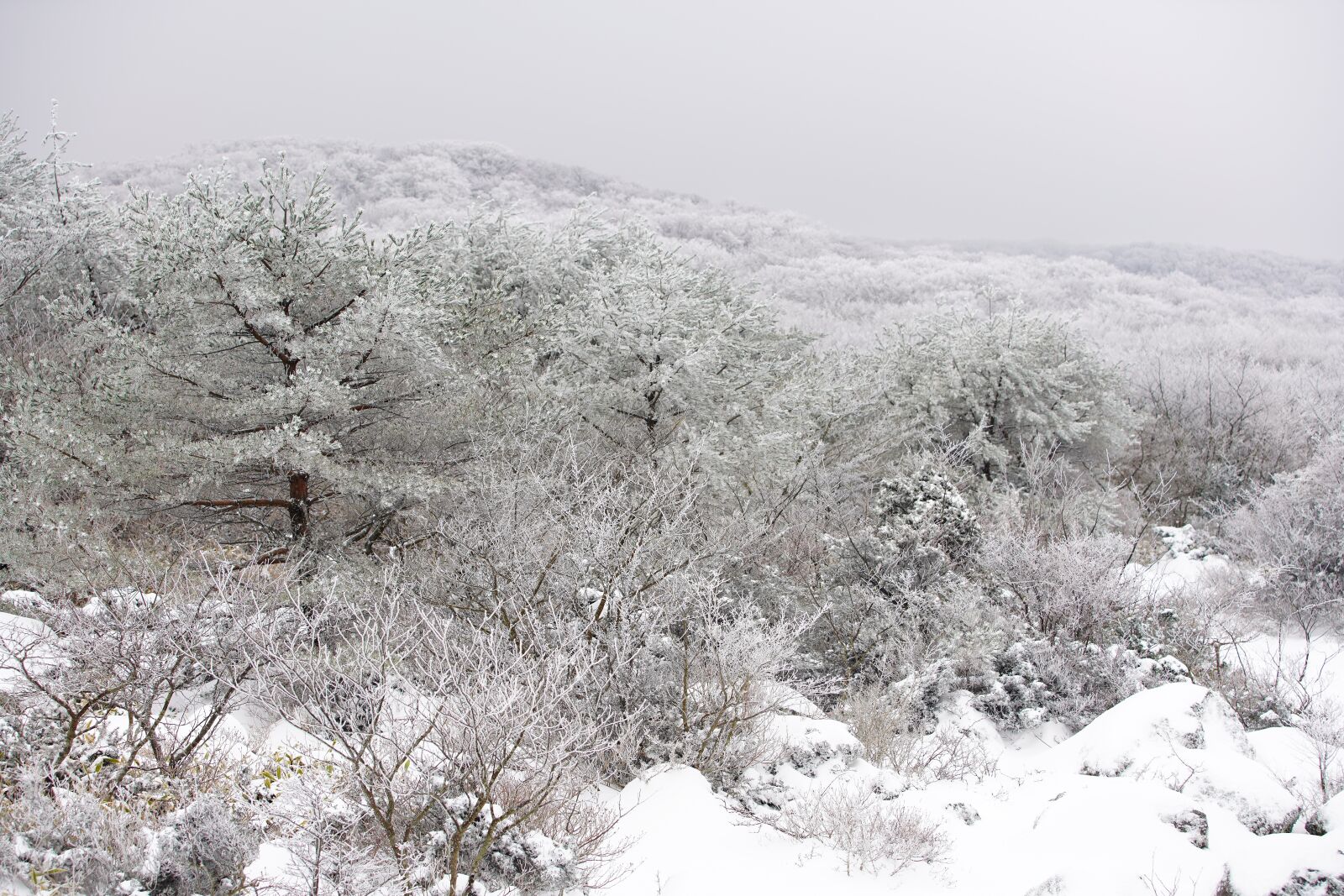 Canon EF 70-200mm F2.8L USM sample photo. Snow, white, winter photography