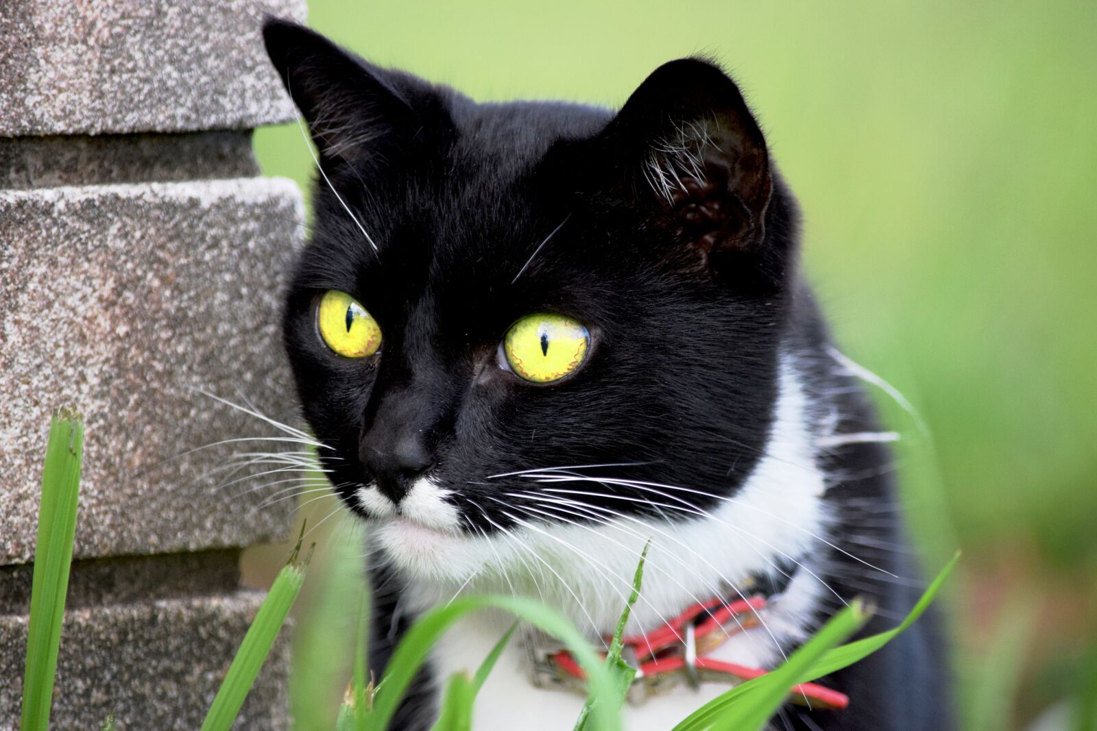 Nikon D3300 sample photo. Cat, feline, cute photography
