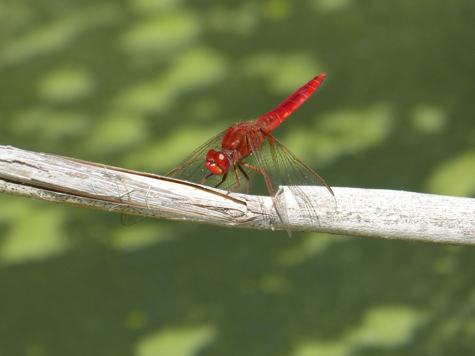 Panasonic DMC-FZ62 sample photo. Red dragonfly, dragonfly, american photography