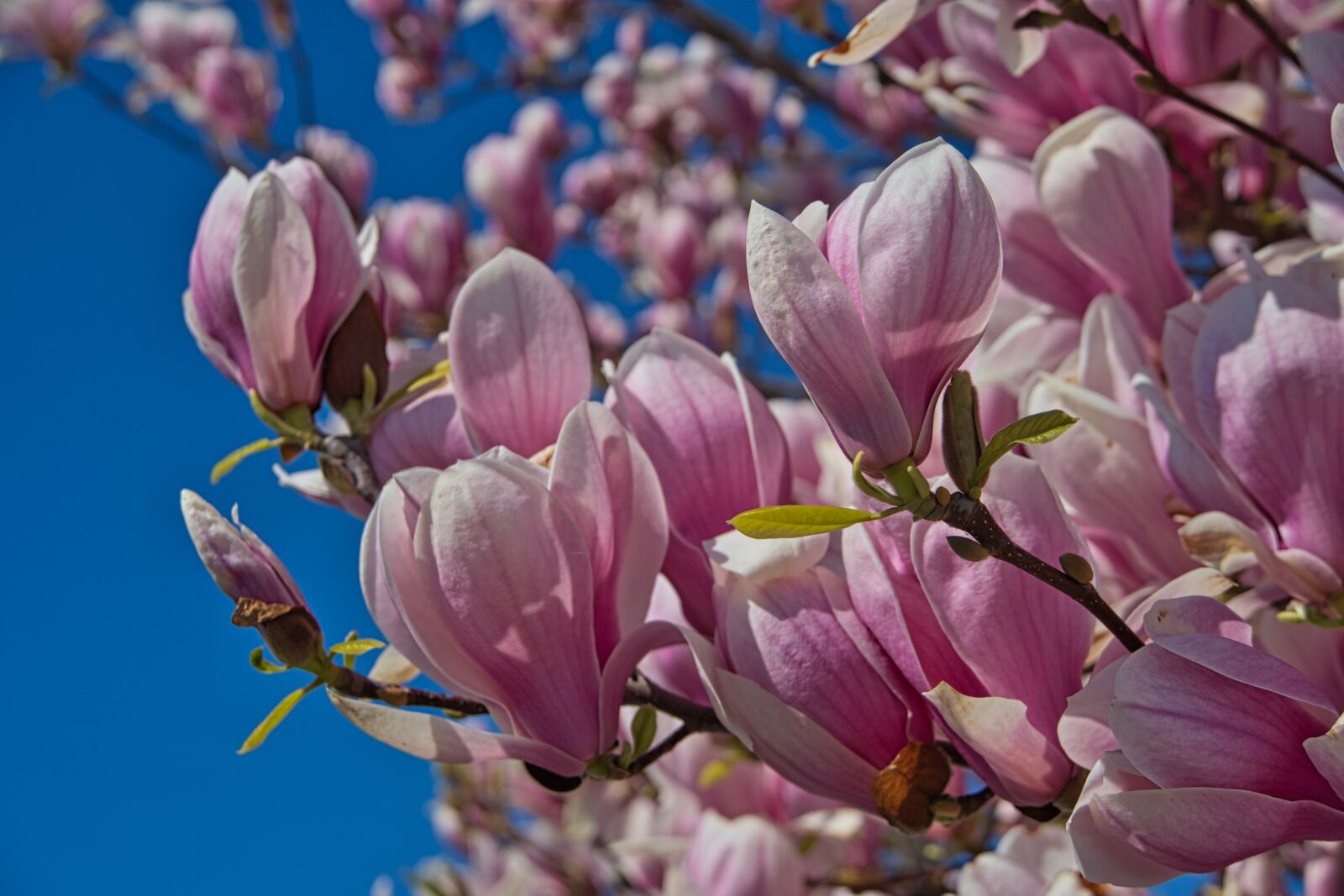 Sony a6400 sample photo. Spring, bloom, magnolia photography