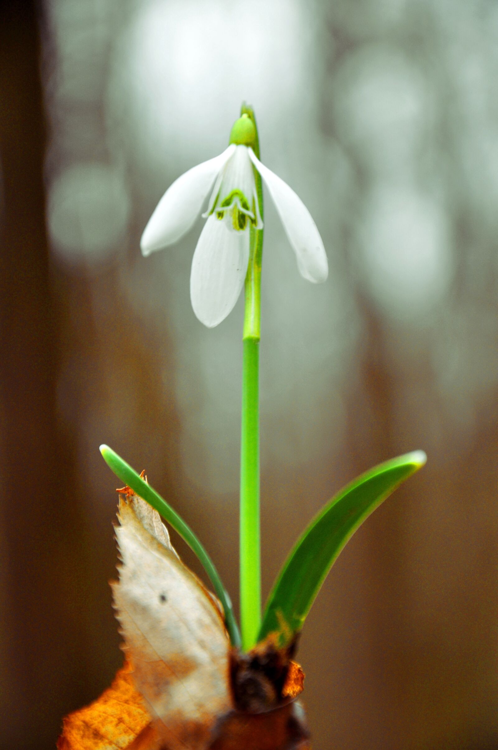 Nikon D90 sample photo. Snowdrop, spring, spring flower photography